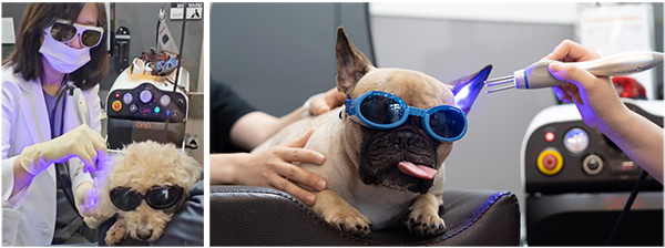 [유저 인터뷰⑤] 이진민(라라동물의료원) 대표원장 | 오로레이저