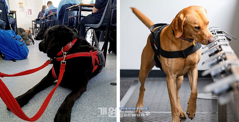 글로벌 로얄캐닌재단, 창립 5주년 맞아 반려동물 사회적 기여 재조명